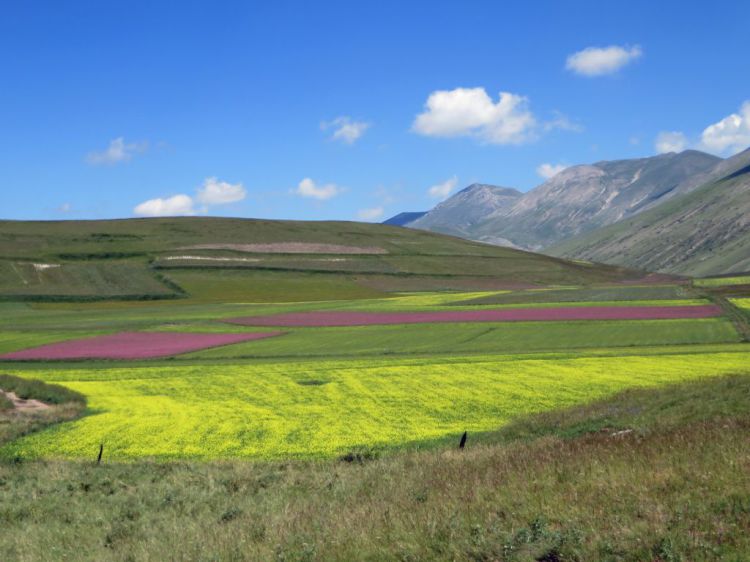 fioritura al Pian Piccolo