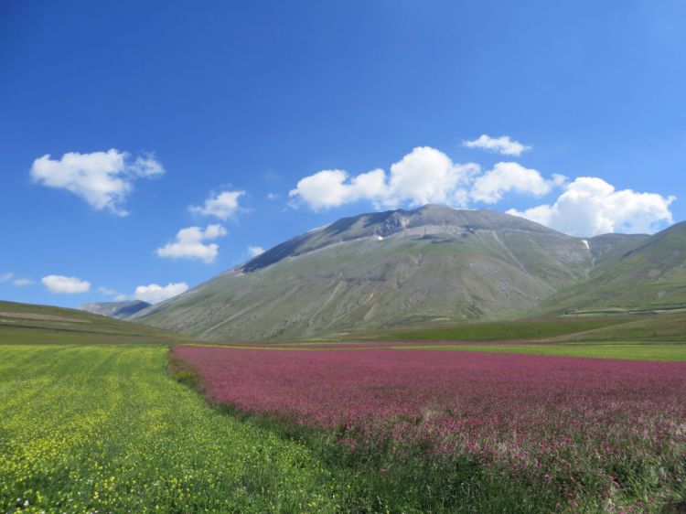 fioritura al Pian Grande